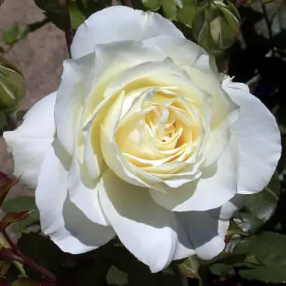 Уайт христмас / Уайт Христмас