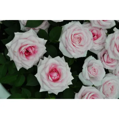 Фламинго / Фламінго