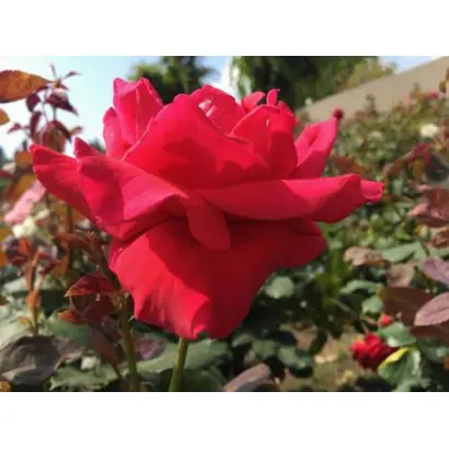 Хенкель Роял