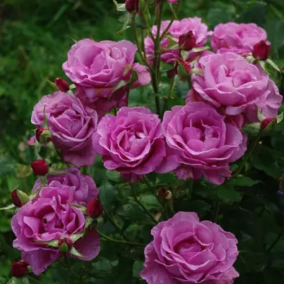 Шокинг Блу / Шокінг Блу