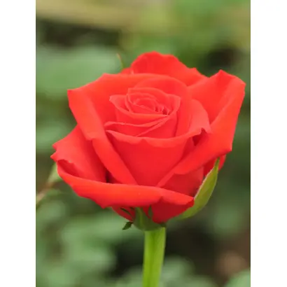 Ягуар / Ягуар,ЗГр