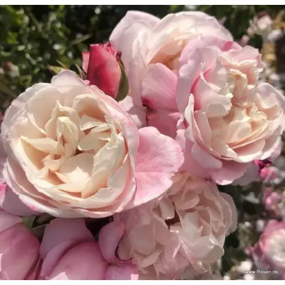 Seldream / Cелдрім