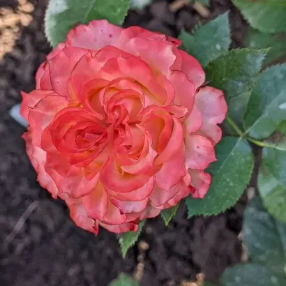 Schaflow / Cхафлоу