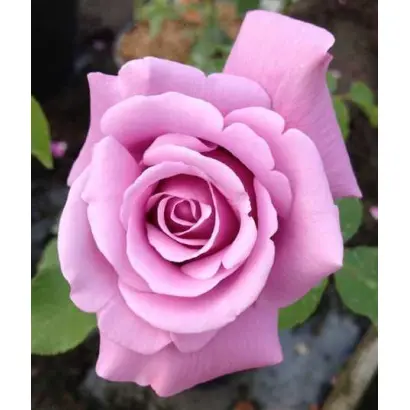 Schiallo / Cхіалло