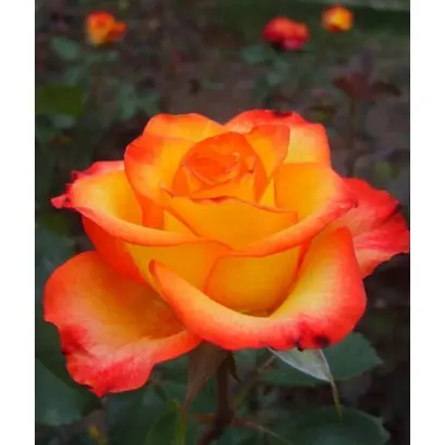 Schirus / Cхірюс