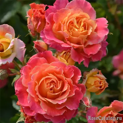 Schlaire / Cхлайре