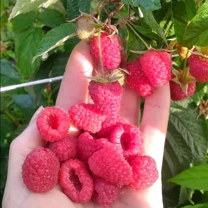 ADVABEMAP / АДВАБЕМАП