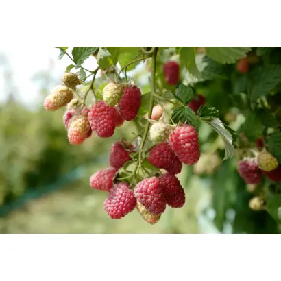 Glen Dee / Глен Ді