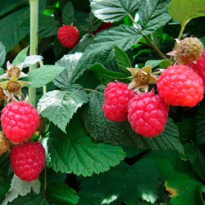 Glen Ample / Глен Емпл