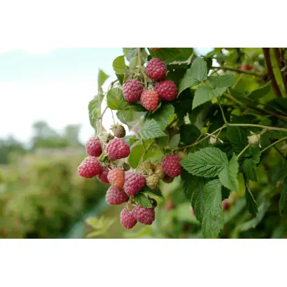 Glen Fyne / Глен Файн