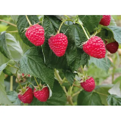 DELNIWA / ДЕЛНІВА