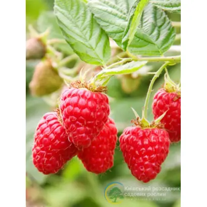 Driscoll Maravilla / Дрісколл Маравілла