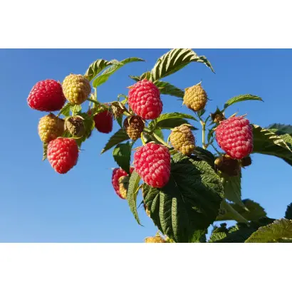 Sugana / Зугана