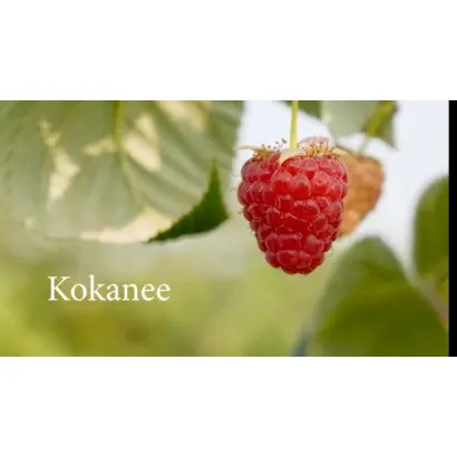 Kokanee / Кокані