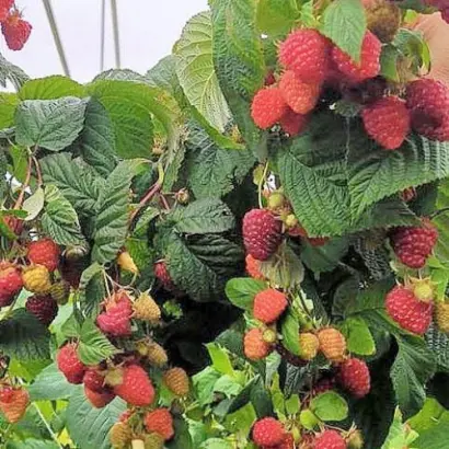 Majestic / Маджестік