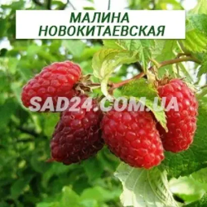 Новокитаевская / Новокитаївська