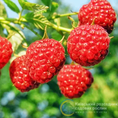 Octavia / Октавія