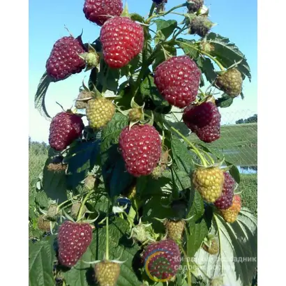 POLANA / ПОЛАНА