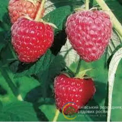 POLESIE / ПОЛЕСЬЄ