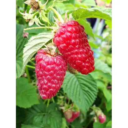 PRZEHYBA / ПШЕХИБА