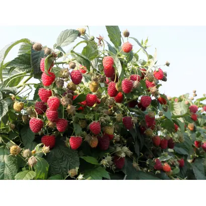 Rafzaqu / Рафцакю