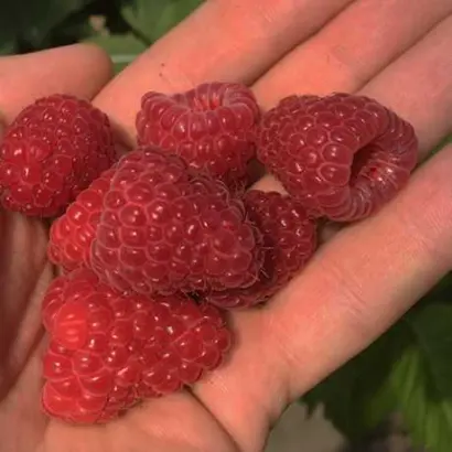 Sapphire / Сапфір