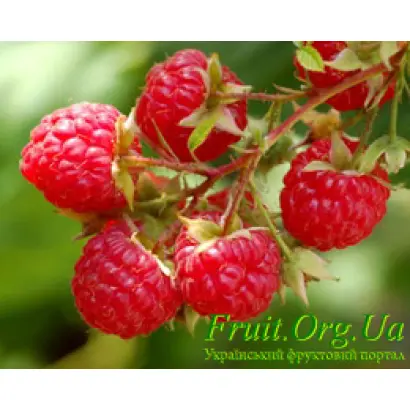 Fruatfri / Фруатфрі