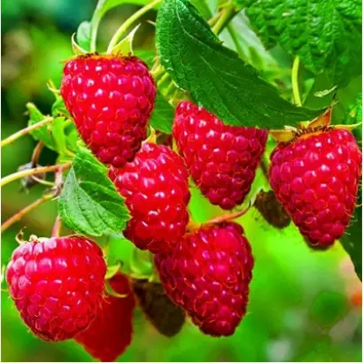 Брусиловская