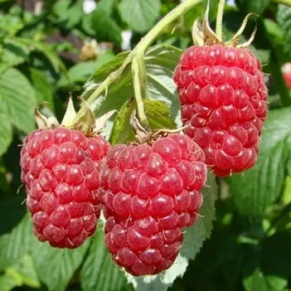 Брусиловский стандарт