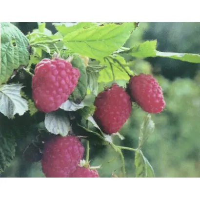 Марьянушка / Мар'янушка