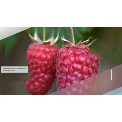 Новость Миколайчука