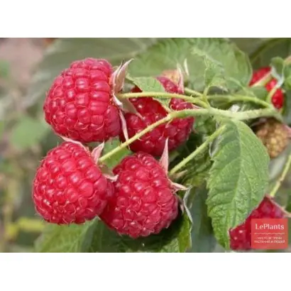 Рось (Ласка) / Рось