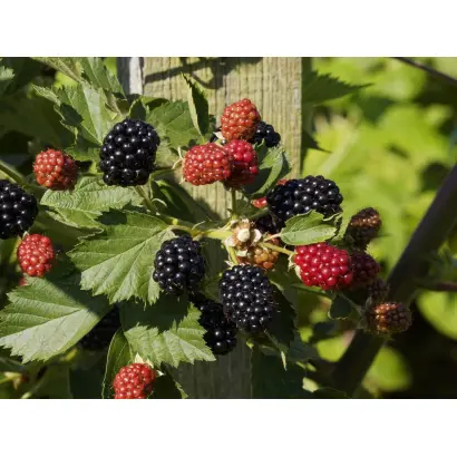 APF 190T / АПФ 190Т