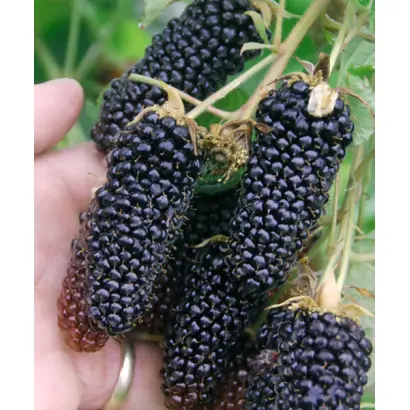 Columbia Giant / Коламбія Джаєнт