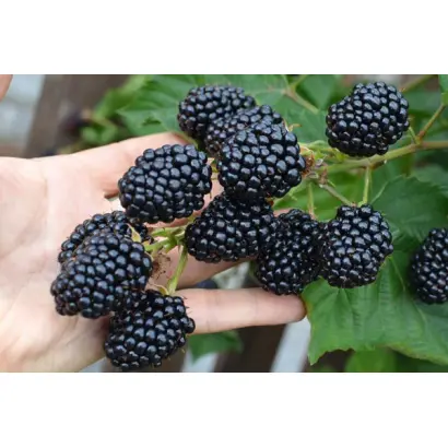 Loch Tay / Лох Тей