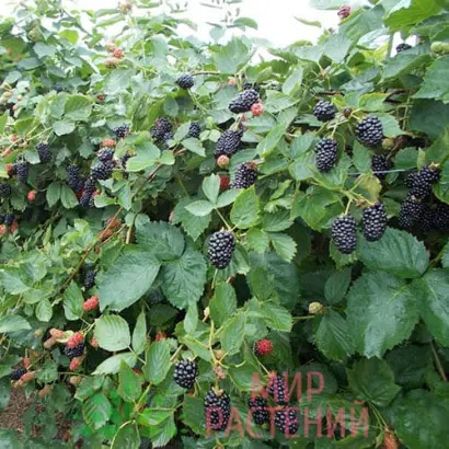 NATCHEZ / НАТЧЕЗ