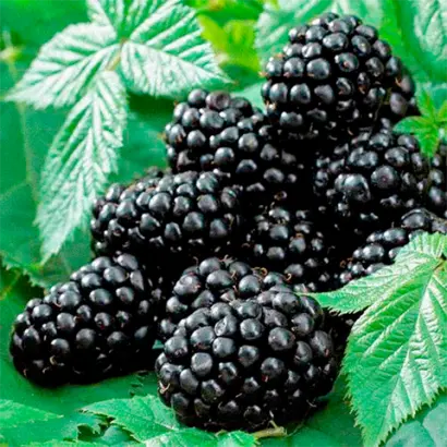 OUACHITA / УОШІТА