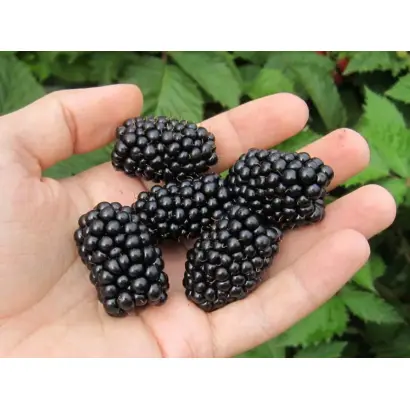 Cacanska Bestrna / Чачанска Бестрна