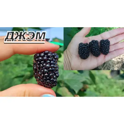 DrisBlackFive / ДрісБлекФайв