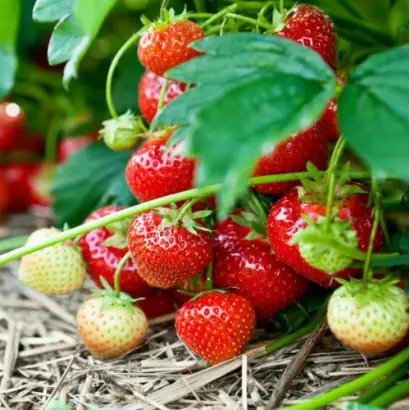 Allegro / Аллегро