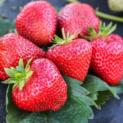 APRICA / АПРІКА