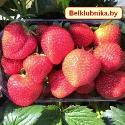 ARABELLA / АРАБЕЛЛА