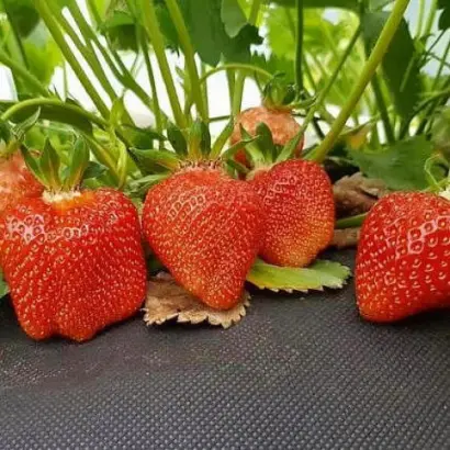 ARIANNA / АРІАННА