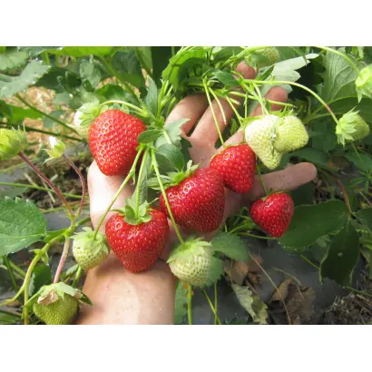 Vibrant / Вайбрант