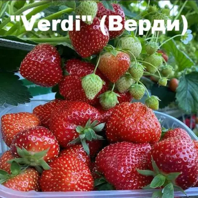 Verdi / Верді