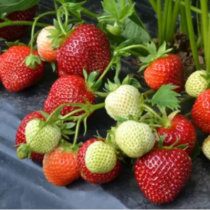 VIVARA / ВІВАРА