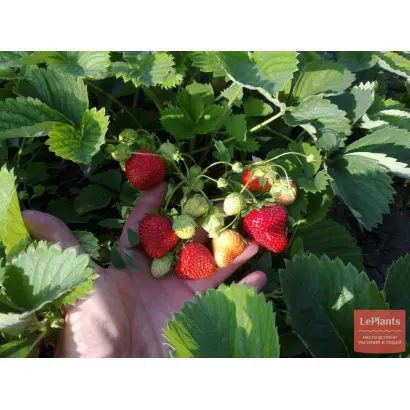 Дарунок учителю / Дарунок вчителю