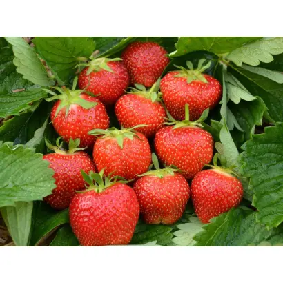 Elsanta / Ельсанта