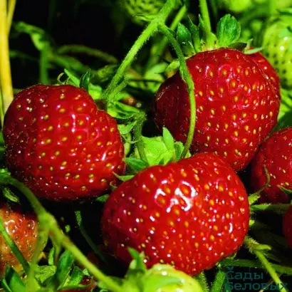 Senga Sengana / Зенга Зенгана