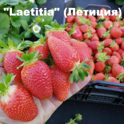 LAETITIA / ЛЕТИЦІЯ